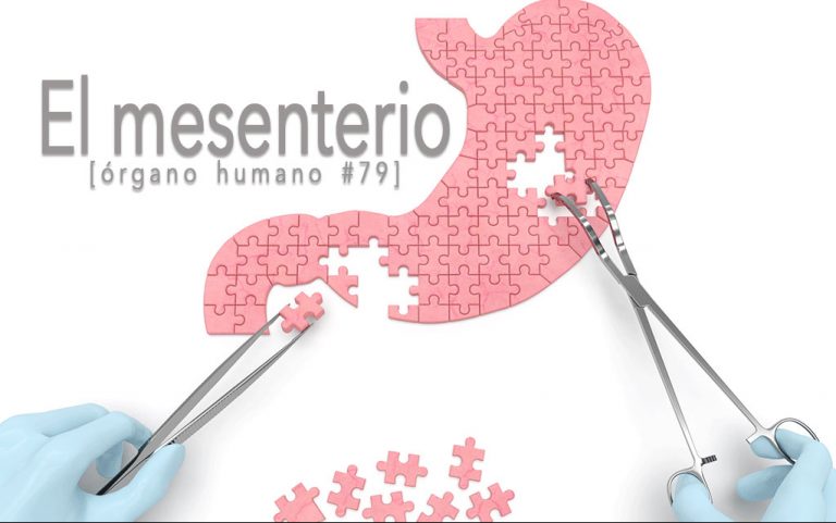 El mesenterio, el órgano humano recientemente descubierto.